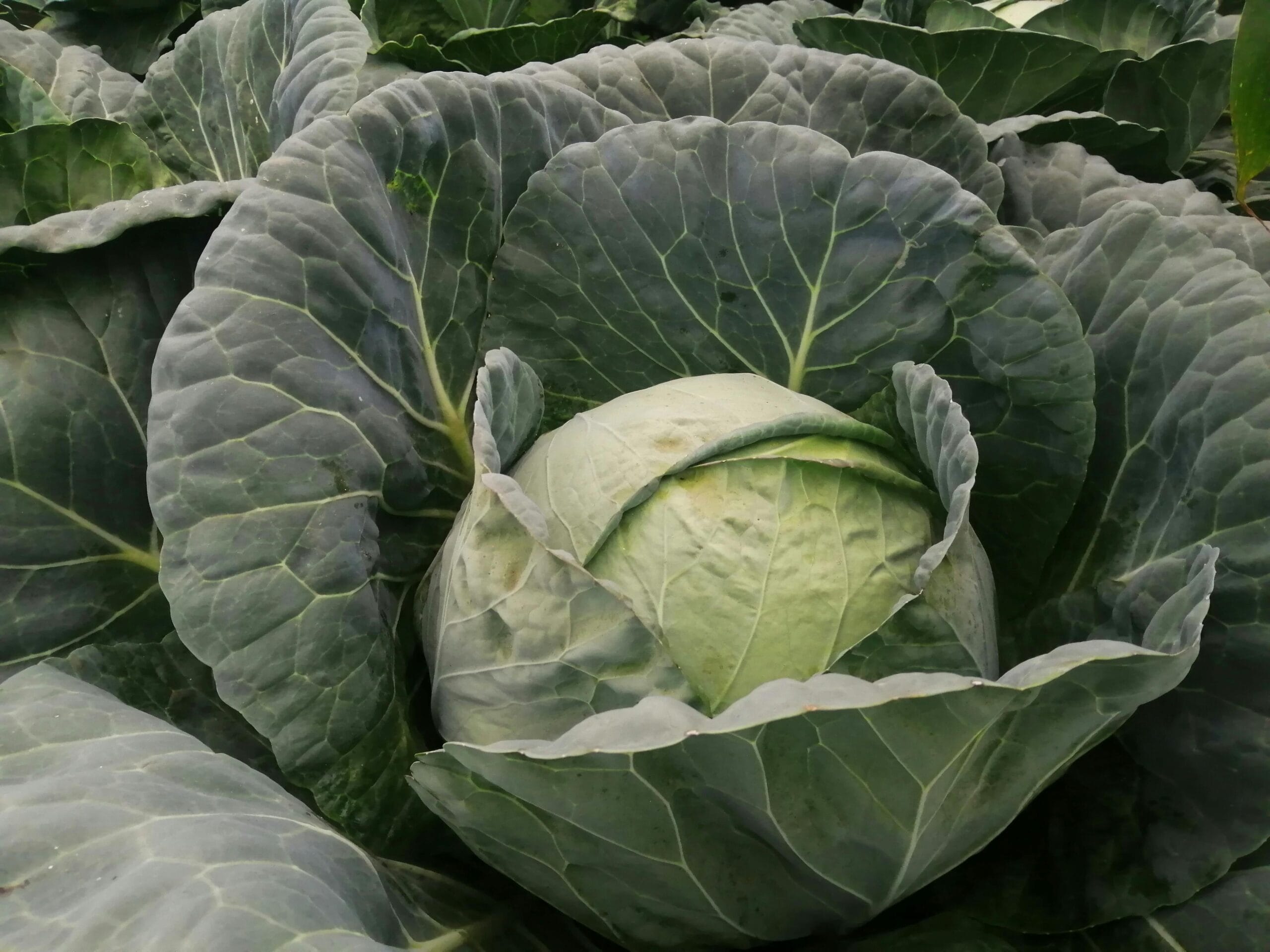 হাইড্রোপনিক্স