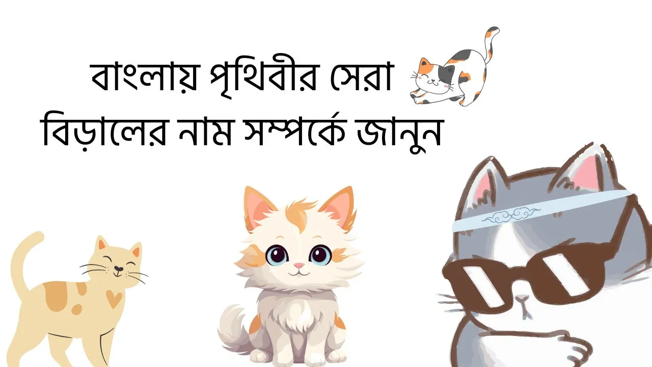 বিড়ালের নাম