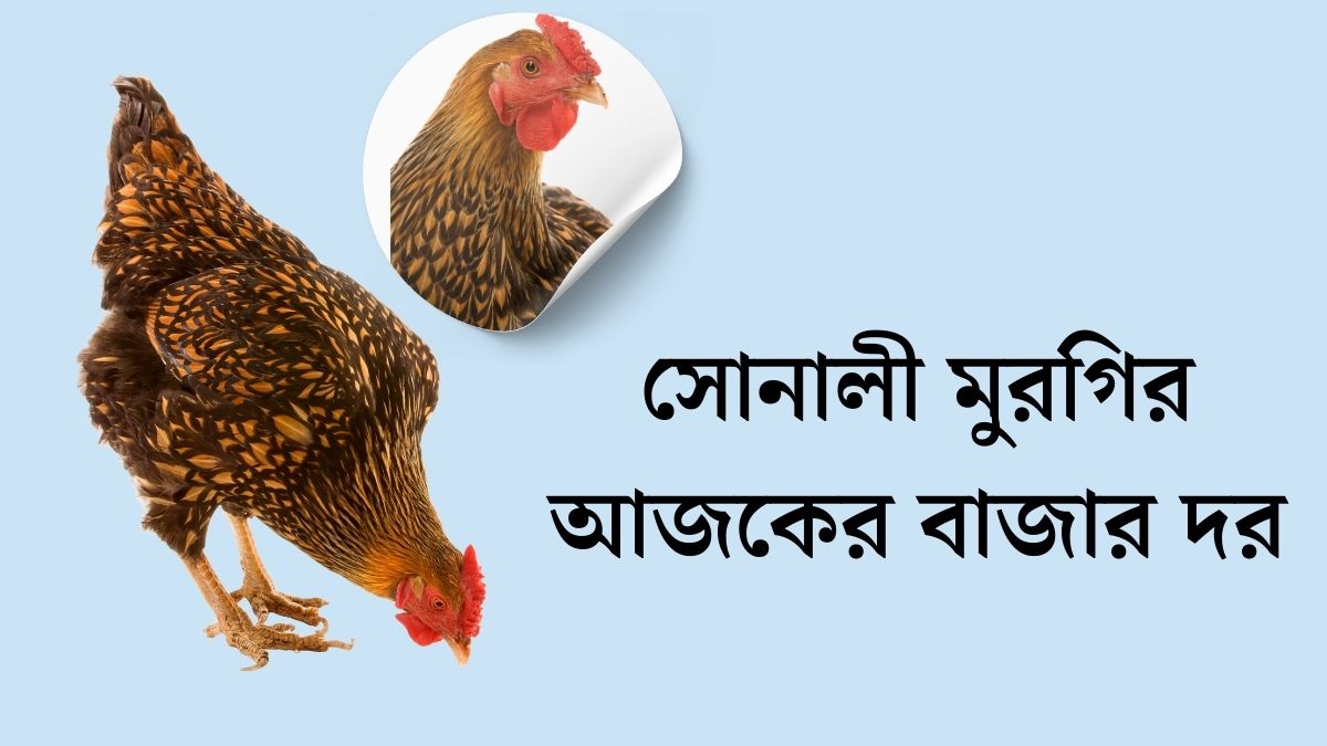 সোনালী মুরগির আজকের বাজার দর